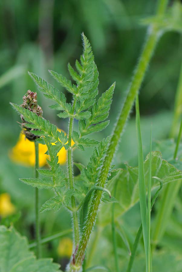 Apiacea